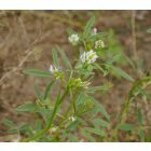 Kékhere (Trigonella caerulea) vetőmag