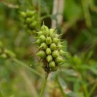 Kékhere (Trigonella caerulea) vetőmag