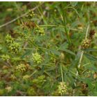 Kékhere (Trigonella caerulea) vetőmag