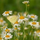 Kaporlevelű ebszékfű (Tripleurospermum inodorum) vetőmag