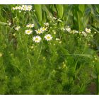 Kaporlevelű ebszékfű (Tripleurospermum inodorum) vetőmag