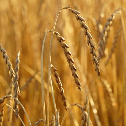 Tönkölybúza (Triticum spelta) vetőmag