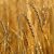 Tönkölybúza (Triticum spelta) vetőmag