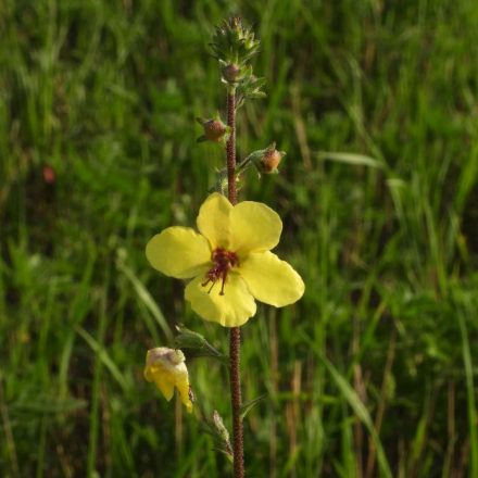 Molyűző ökörfarkkóró (Verbascum blattaria) vetőmag