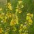 Csilláros ökörfarkkóró (Verbascum lychnitis) vetőmag