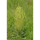 Csilláros ökörfarkkóró (Verbascum lychnitis) vetőmag