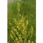 Csilláros ökörfarkkóró (Verbascum lychnitis) vetőmag
