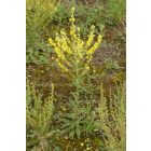 Csilláros ökörfarkkóró (Verbascum lychnitis) vetőmag
