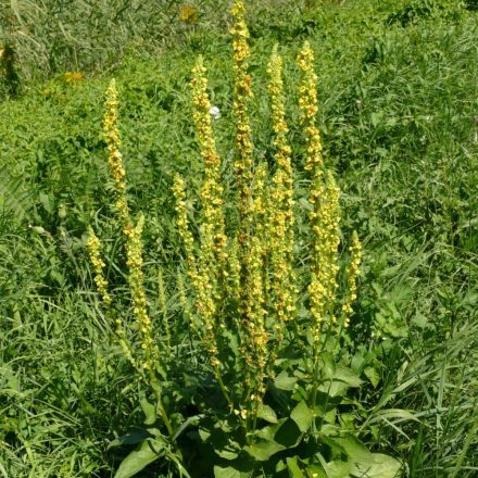 Fekete ökörfarkkóró (Verbascum nigrum) vetőmag