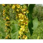 Fekete ökörfarkkóró (Verbascum nigrum) vetőmag