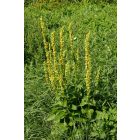 Fekete ökörfarkkóró (Verbascum nigrum) vetőmag