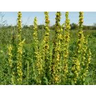 Fekete ökörfarkkóró (Verbascum nigrum) vetőmag