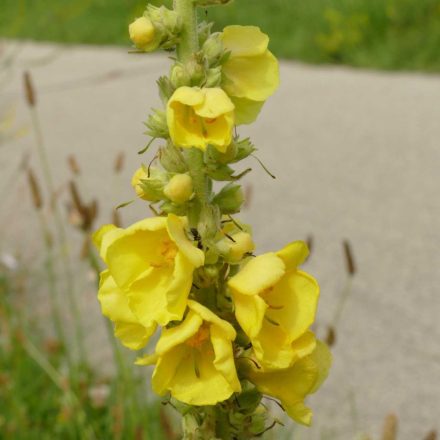 Szöszös ökörfarkkóró (Verbascum phlomoides) vetőmag