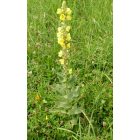 Szöszös ökörfarkkóró (Verbascum phlomoides) vetőmag
