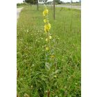 Szöszös ökörfarkkóró (Verbascum phlomoides) vetőmag