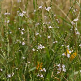 Közönséges vasfű (Verbena officinalis) vetőmag