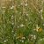 Közönséges vasfű (Verbena officinalis) vetőmag