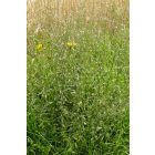 Közönséges vasfű (Verbena officinalis) vetőmag