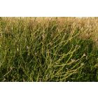 Közönséges vasfű (Verbena officinalis) vetőmag