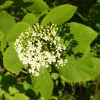 Ostorménbangita (Viburnum lantana) vetőmag