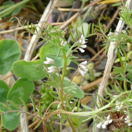 Borzas bükköny (Vicia hirsuta) vetőmag