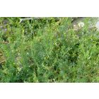Borzas bükköny (Vicia hirsuta) vetőmag
