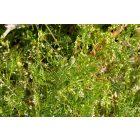 Borzas bükköny (Vicia hirsuta) vetőmag