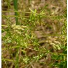 Borzas bükköny (Vicia hirsuta) vetőmag