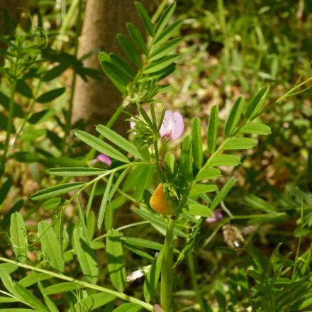 Bükköny keverék félárnyékba (Vicia mix) vetőmag