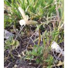 Bükköny keverék félárnyékba (Vicia mix) vetőmag