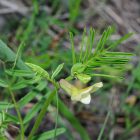 Bükköny keverék félárnyékba (Vicia mix) vetőmag
