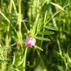 Bükköny keverék félárnyékba (Vicia mix) vetőmag