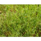 Bükköny keverék félárnyékba (Vicia mix) vetőmag