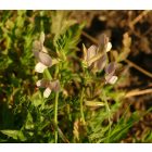 Bükköny keverék félárnyékba (Vicia mix) vetőmag