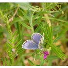 Bükköny keverék félárnyékba (Vicia mix) vetőmag