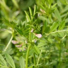 Takarmány bükköny (Vicia sativa) vetőmag