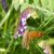 Szöszös bükköny (Vicia villosa) vetőmag