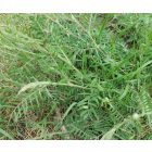 Szöszös bükköny (Vicia villosa) vetőmag