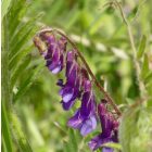 Szöszös bükköny (Vicia villosa) vetőmag