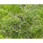 Szöszös bükköny (Vicia villosa) vetőmag