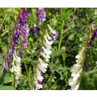 Szöszös bükköny (Vicia villosa) vetőmag