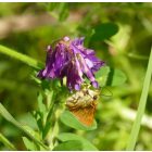 Szöszös bükköny (Vicia villosa) vetőmag