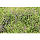 Szöszös bükköny (Vicia villosa) vetőmag