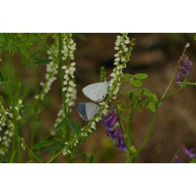 Pillangó csalogatók, 5 csomag vetőmag