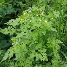   Ragadozó rovarok kedvencei: kis termetűek, 3 csomag vetőmag