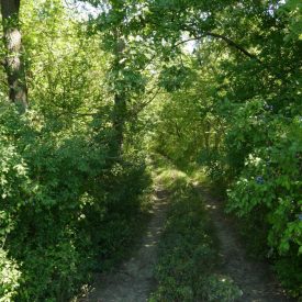 Erdőtelepítő készlet, 9 féle fa és cserje vetőmag