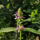 Mocsári tisztesfű (Stachys palustris), 5 db gumó