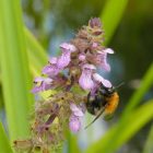 Mocsári tisztesfű (Stachys palustris), 5 db gumó