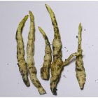 Mocsári tisztesfű (Stachys palustris), 5 db gumó