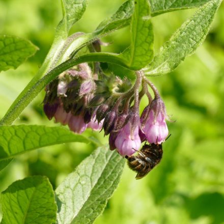 Fekete nadálytő (Symphytum officinale), 3 gyökérdarab